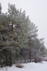 Winter forest in the Arkhangelsk region