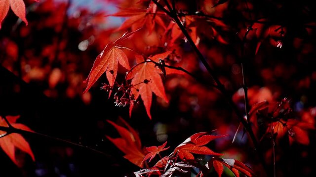 Red Japanese maple leaves lit by sunlight 