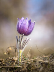 Pasque flower in spring