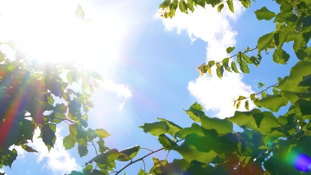 Tree branches with green leaves over blue sky with white clouds and sun light