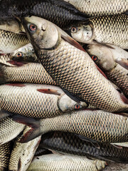 Fresh fish in the basket at fish market, fish industry.