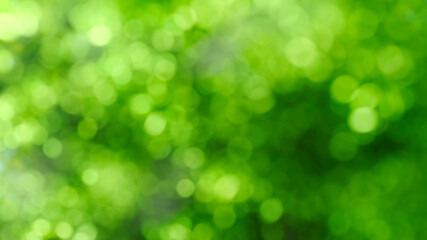 Obraz premium 3d green nature bokeh background