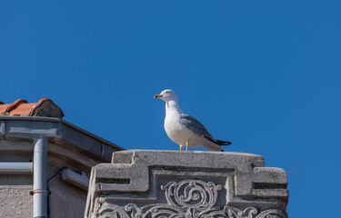 seagull on the roof, blue sky background,