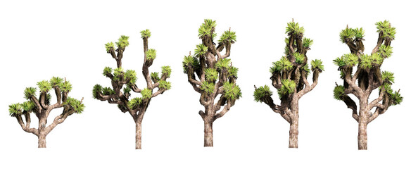 Set of 3D Green Trees Isolated on white background