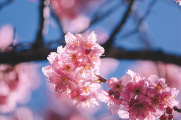 Pinky cherry blossom during springtime in the Wuling farm, Taichung, Taiwan.
