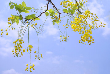 yellow leaves against blue sky