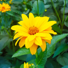 bright yellow summer-spring flower