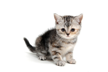 Fototapeta na wymiar a striped purebred kitten sits on a white background