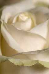 Obraz na płótnie Canvas Rose flower fragment macro shot