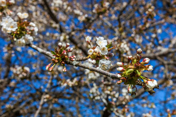 Blooming cherry blossoms on a branch at spring