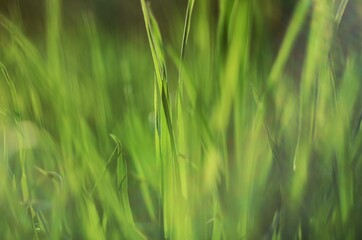 green grass in the sun on a summer day, a beautiful soft blur