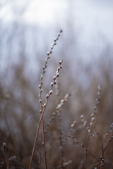 Photo of branches of a flowering willow.