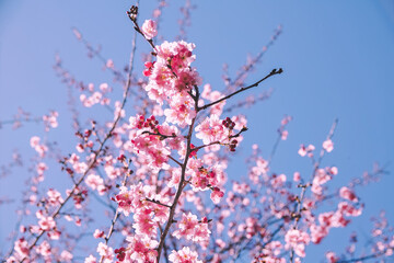 Pinky cherry blossom during springtime in the Wuling farm, Taichung, Taiwan.