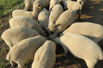 A view from above of a group of sheared sheep, with beige wool, huddled together in a circle, around food buckets eating, while standing on sandy ground