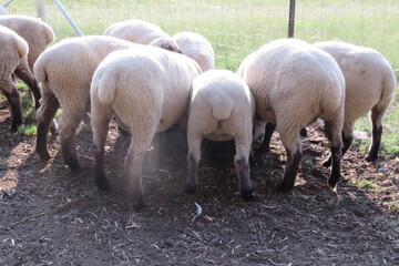 A view from above of a group of sheared sheep, with beige wool, huddled together in a circle, around food buckets eating, while standing on sandy ground