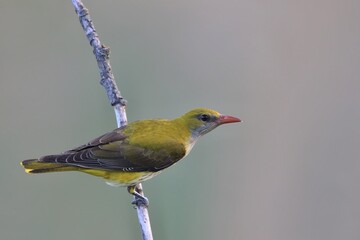 Eurasian golden oriole sitting on the branch, Oriolus oriolus. Beautiful song bird in the nature habitat.