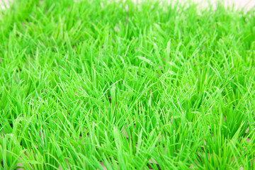 Fototapeta premium Springtime, fresh green grass lawn