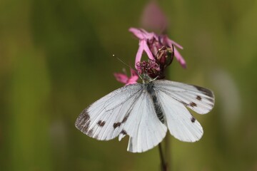 Green-veined white butterfly sitting  on a violet flower. (Pieris napi)