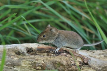 bank vole is looking for something to eat. Myodes glareolus.