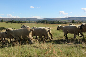 A beautiful photo of a herd of sheep walking in a line through grass fields surrounded by green pasture landscapes under a blue sky with scattered white puffy clouds, on a farm in South Africa
