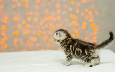 A small lop-eared kitten walks on the floor of the house against the background of lights and turns around looking at the camera