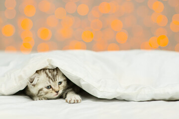 A small fold kitten lies under a white blanket with his nose buried in the bed