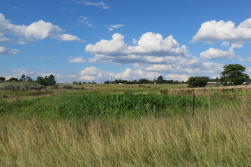 Lush bright green high sorghum field surrounded by green pastures under a partly cloudy blue sky in South Africa