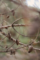 cones on a branch