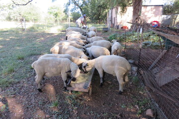 A closeup view from the side of a herd of sheep eating from a steel feeding tray in the shade under a tree, while standing on sandy ground. Sheep farming in South Africa 
