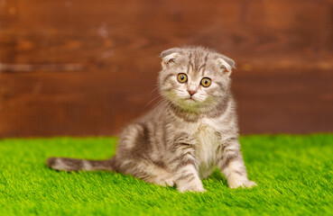 Little gray cat scratches its ear while sitting on the grass