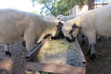 A closeup view from the side of a herd of sheep eating from a steel feeding tray in the shade under a tree, while standing on sandy ground. Sheep farming in South Africa 