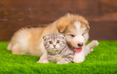 Little gray cat cuddling with fluffy puppy on the grass of the backyard lawn