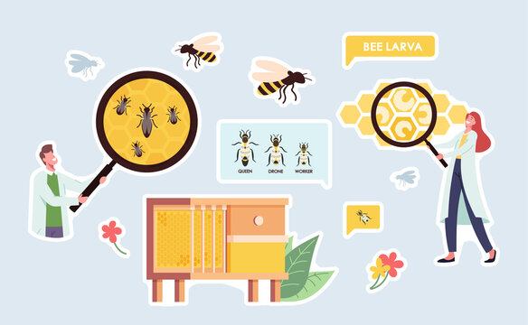 Set of Stickers Apiary, Biology Science Theme. Scientist Character with Huge Magnifying Glass, Bees at Beehive, Queen