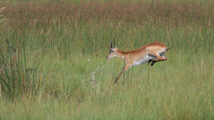 running antelope Waterbuck (Kobus ellipsiprymnus) in the african savannah namibia kruger park botswana masai mara
