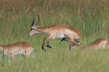 running antelope Waterbuck (Kobus ellipsiprymnus) in the african savannah namibia kruger park botswana masai mara