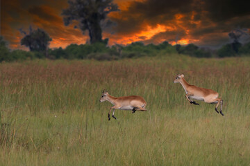 running antelope Waterbuck (Kobus ellipsiprymnus) in the african savannah namibia kruger park botswana masai mara
