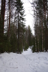 Winter forest in the village of Malye Korely, Arkhangelsk region