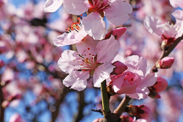Almond blossoms, cherry blossoms (Prunus dulcis)