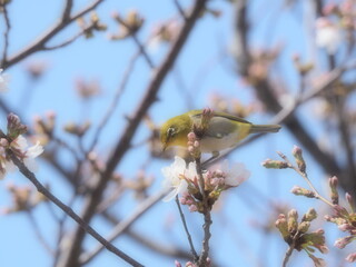 桜の枝に止まるメジロ