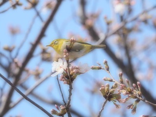 桜の枝に止まるメジロ