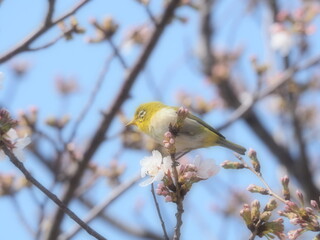 桜の枝に止まるメジロ