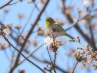 桜の枝に止まるメジロ
