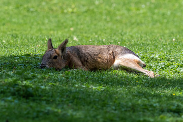Patagonian Mara, Dolichotis patagonum are large relatives of guinea pigs