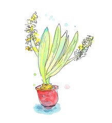 Watercolor drawing of a hyacinth on a white background