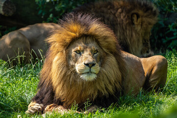 The lion, Panthera leo is one of the four big cats in the genus Panthera