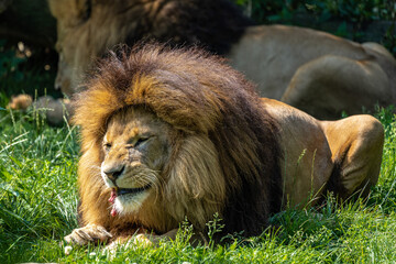 The lion, Panthera leo is one of the four big cats in the genus Panthera