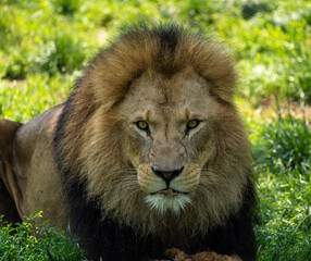 The lion, Panthera leo is one of the four big cats in the genus Panthera