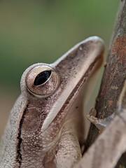 close up of a frog