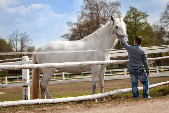 White horses with boy and soft touch.