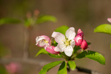 Flores, verde, césped, margaritas, rocío de la mañana, iluminación, luces, gotas, primavera